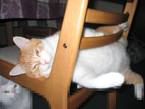 篮球俱乐部引进高水平教练员团队，篮球俱乐部招聘教练