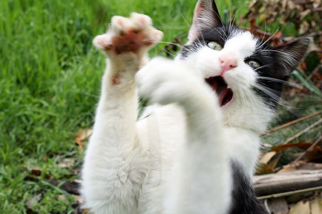 爱游戏在线服务-青少年足球“金牌教练”培养计划在全国范围内正式启动，中国足协青少年足球训练大纲