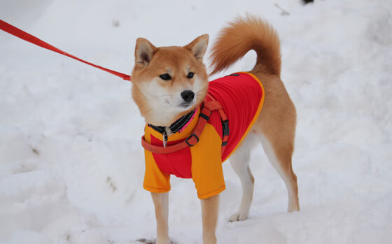 CBA球队冬训集结备战,球员士气高涨,cba冬天的比赛不冷吗