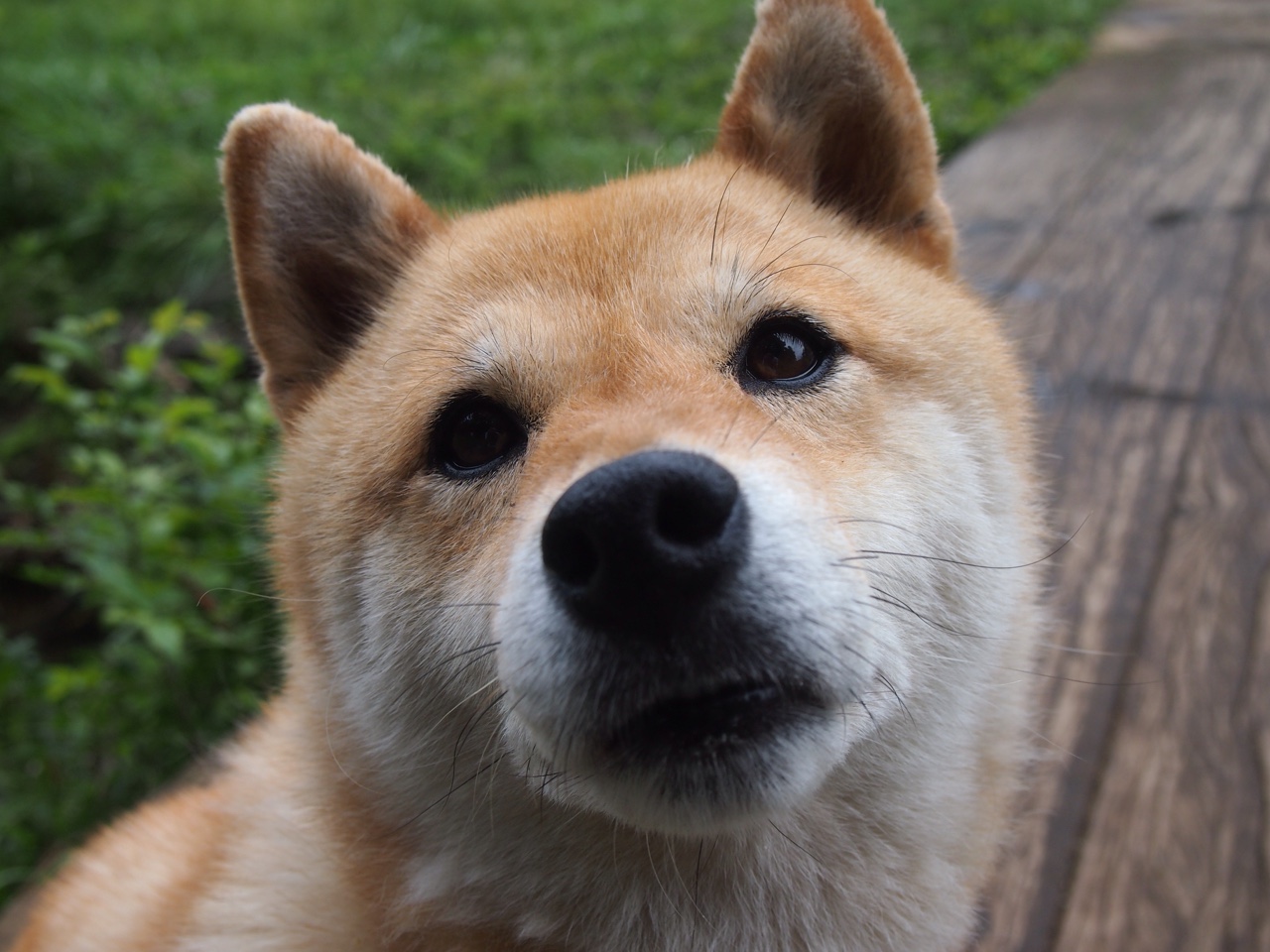 意大利小胜瑞典，欧预赛争夺激烈异常，意大利vs瑞典交战记录