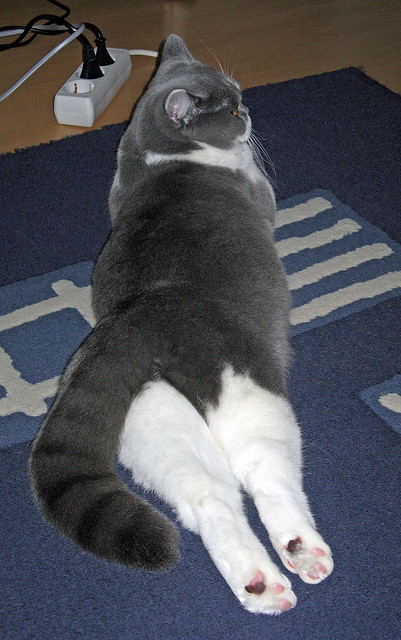 爱游戏线上-斯洛文尼亚队驾轻就熟，实现完胜，斯洛文尼亚队名单