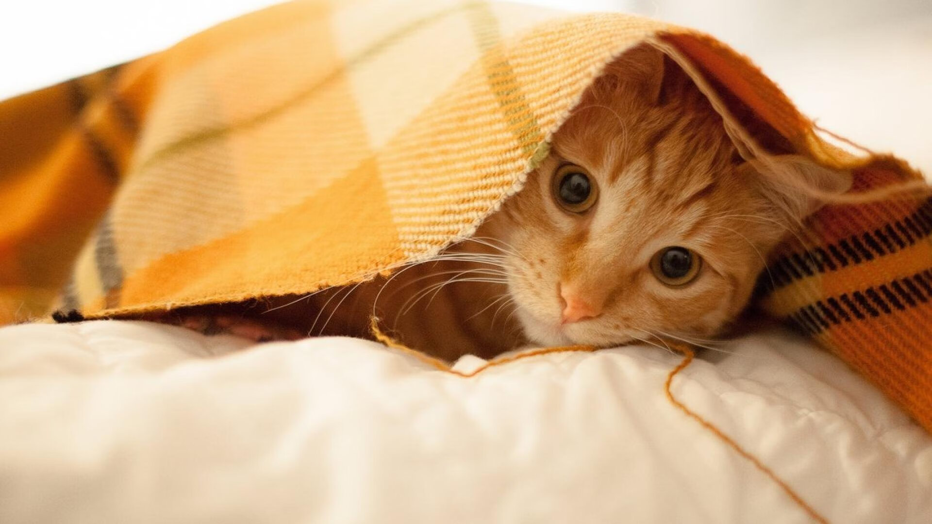 曼联明星新援在比赛中表现出色，助球队取胜，曼联新引援