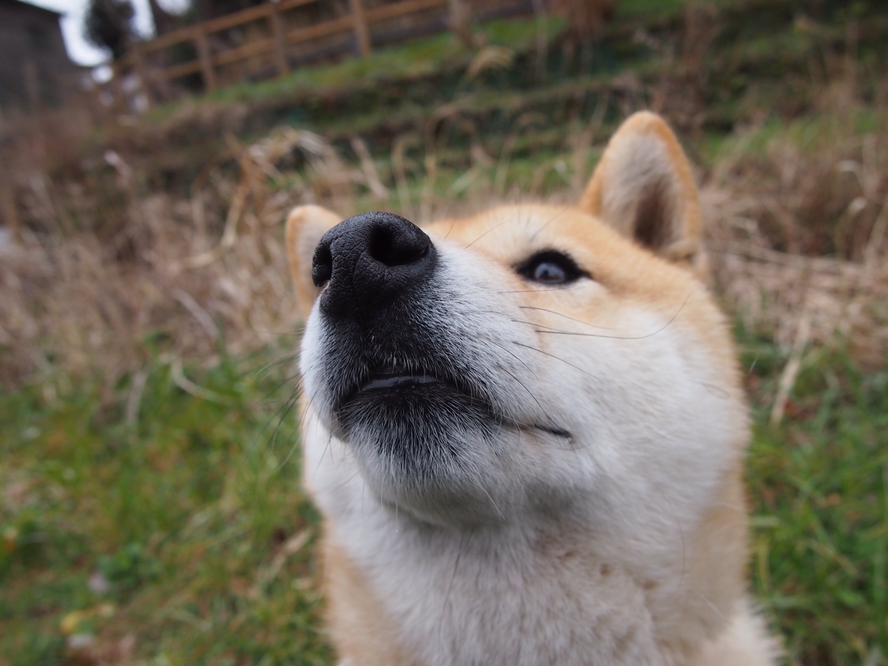 梅西再获金球奖提名，或将创造历史，梅西金球奖含金量