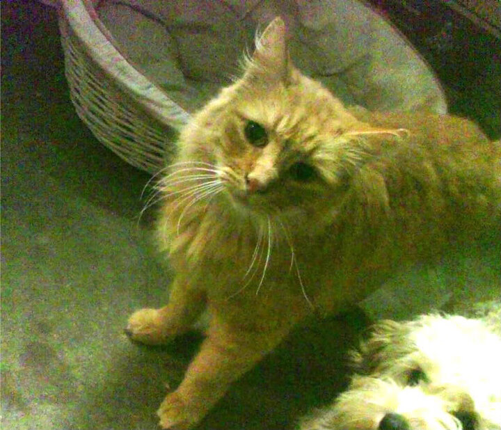 中国男篮提升运球突破稳定性应对夹击,中国男篮训练