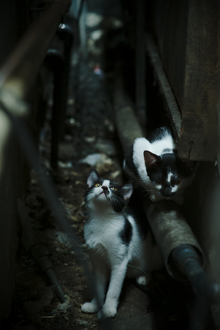 AYX GAMES-俱乐部缺乏青年球员激励机制，足球青年人俱乐部