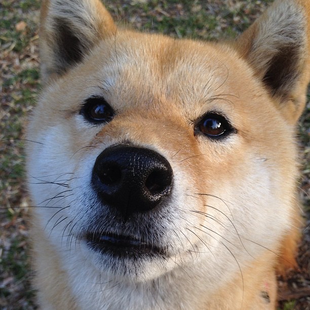 国家队助教团队是否有足够战术指导权,球队助教有几种