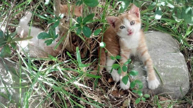 埃及队的未来：注重基础设施建设，提升运动员实力，埃及队身价
